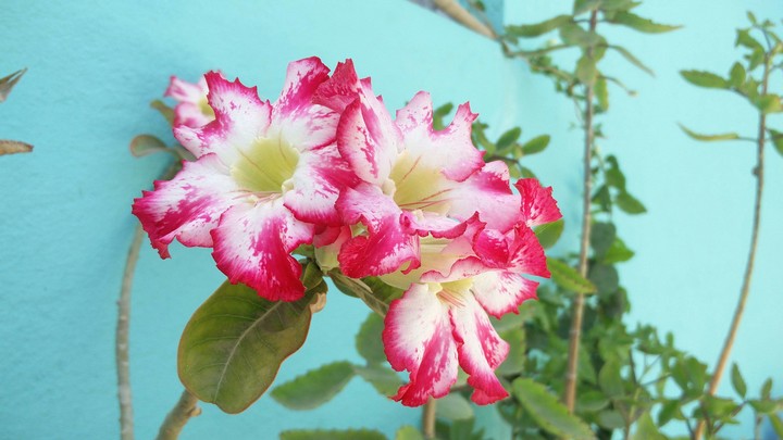 flower