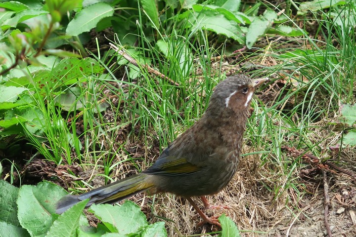 Garrulax morrisonianus