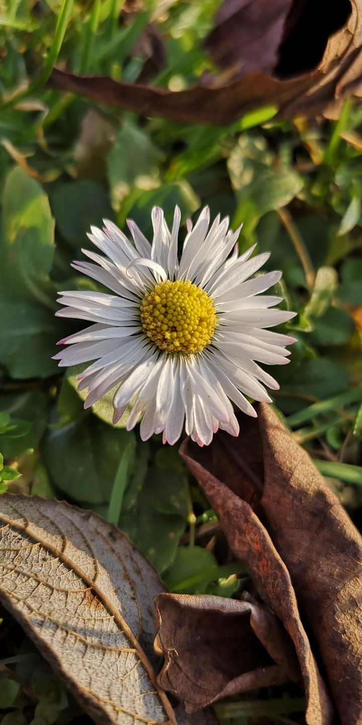 Gänseblümchen, Perenis Bellis