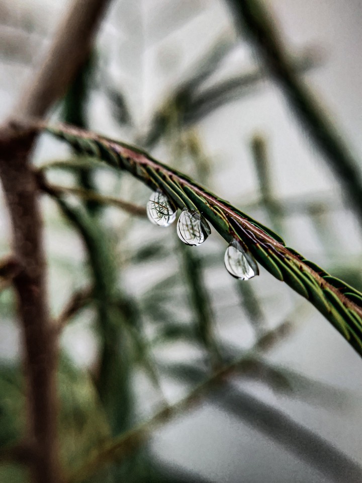 Macro