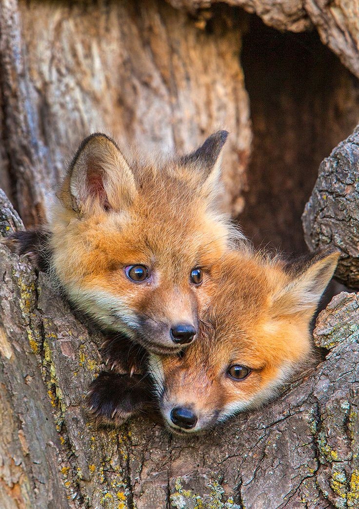 awwww