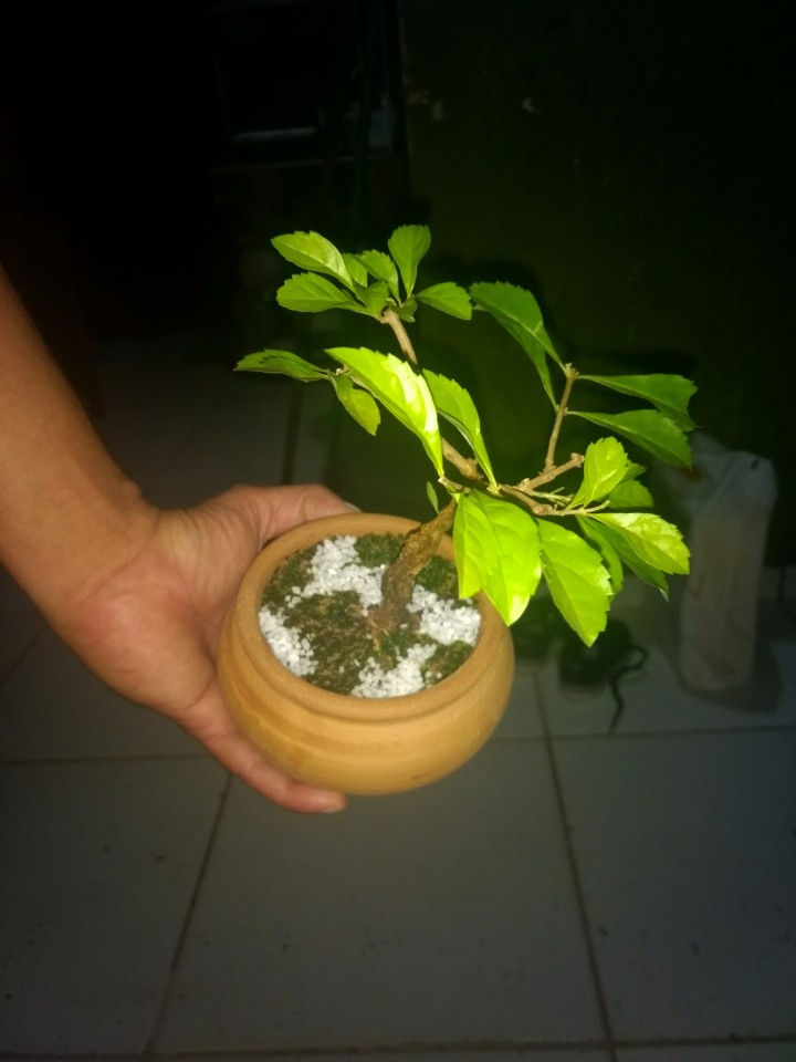 Pingo de ouro