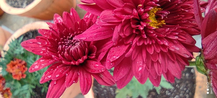 ####Winter Beauty#!! ##! #