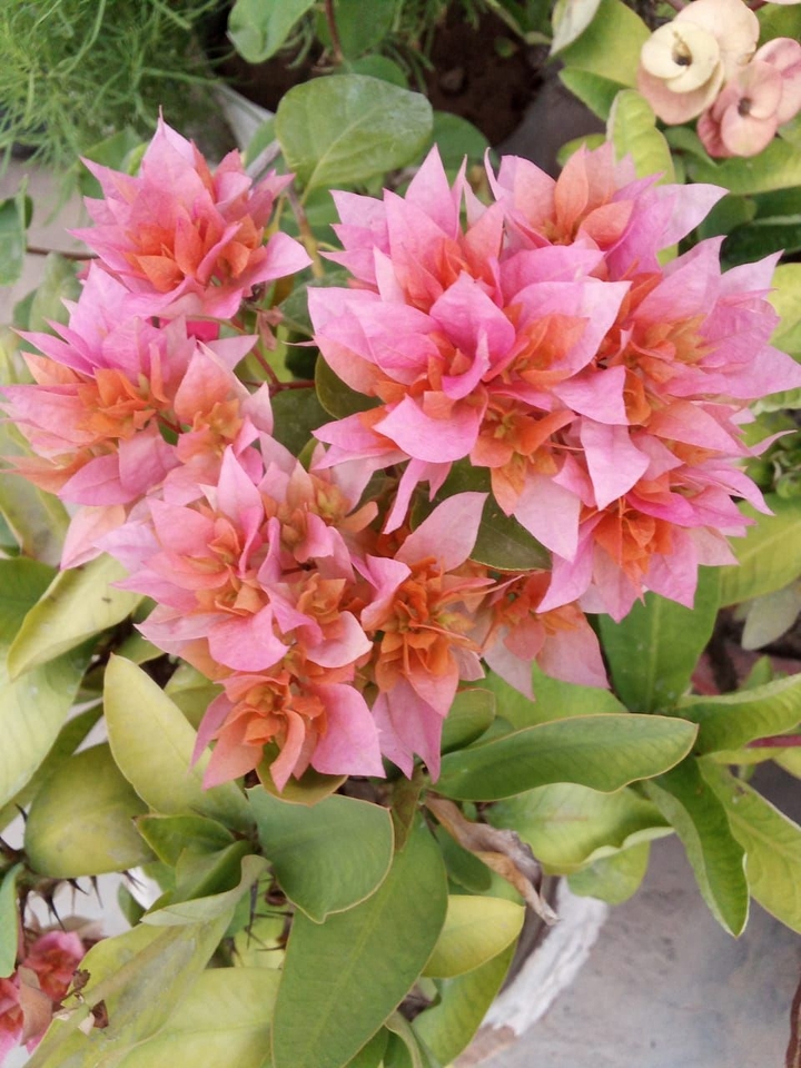 flower