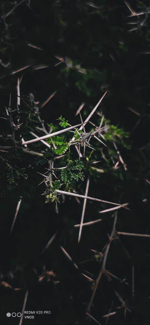 nature love