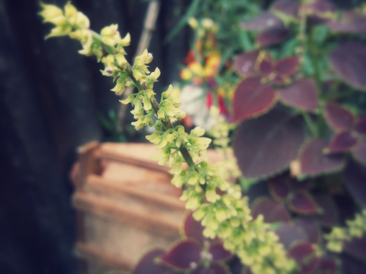 flowers