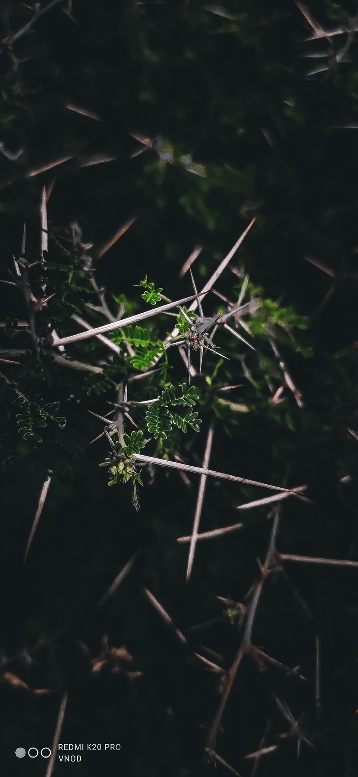 nature love