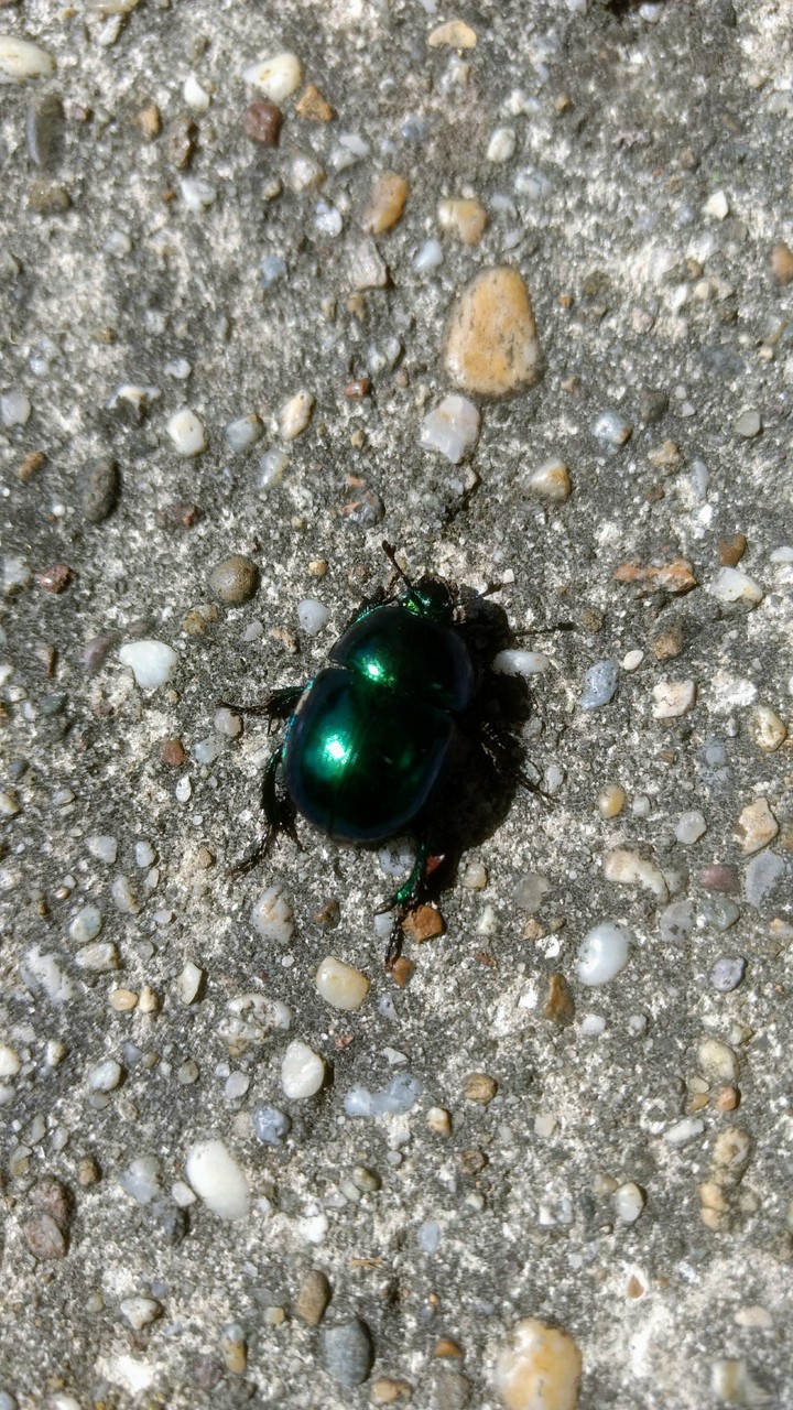 Cool beetle.