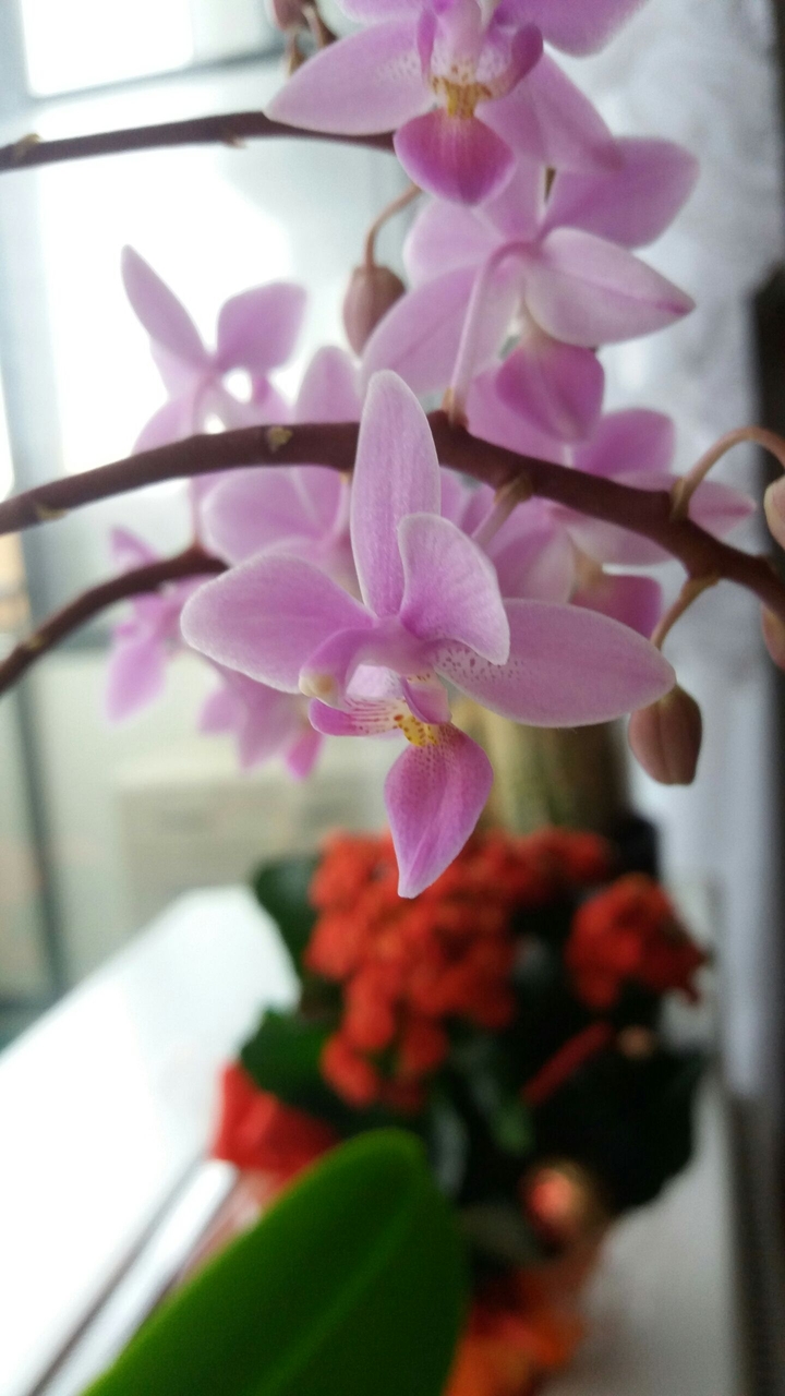 pinke Orchidee
