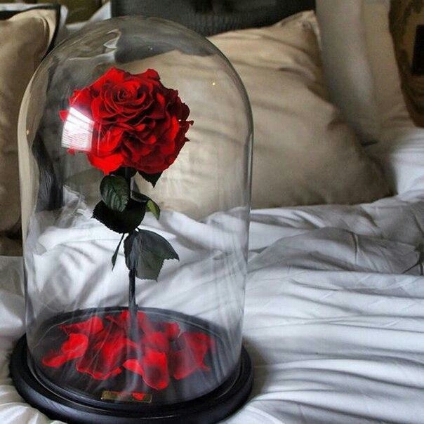 Enchanted Rose