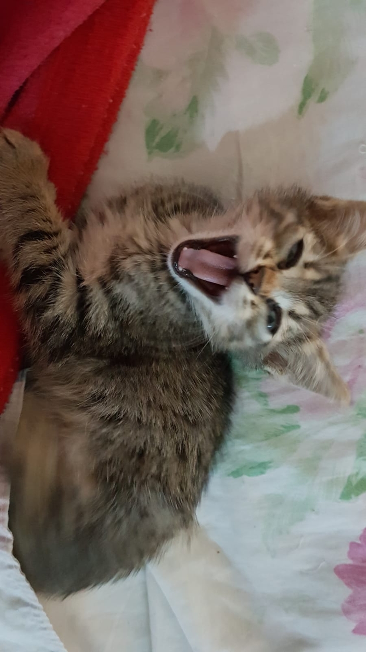 prince cat