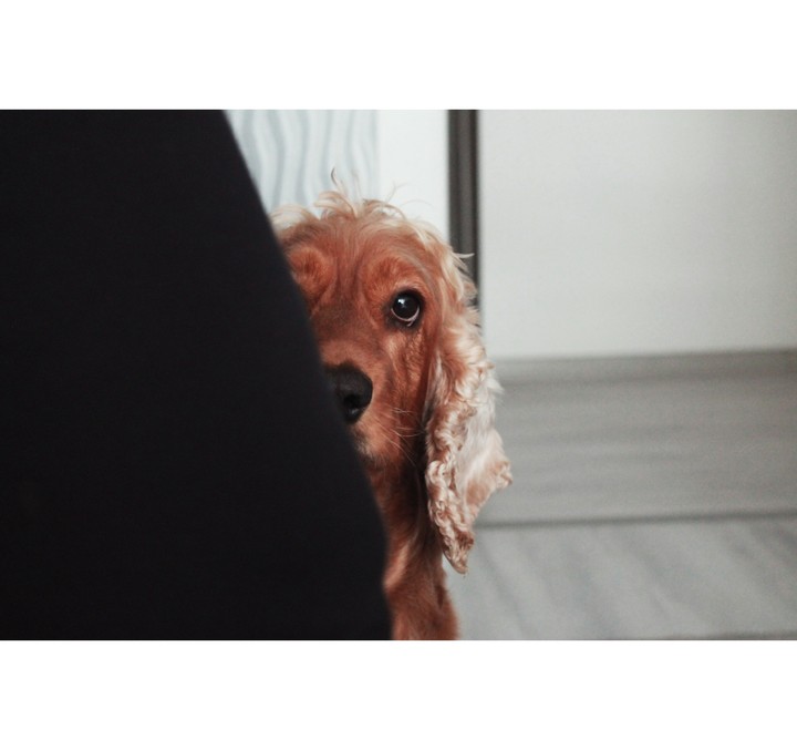 my little dog