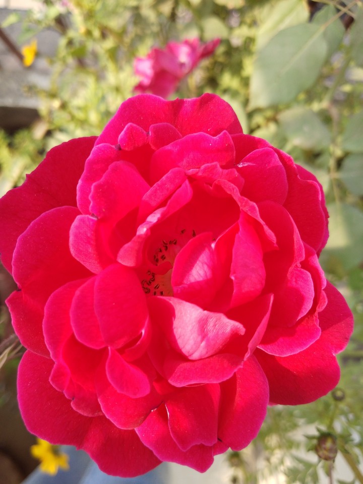 red rose
