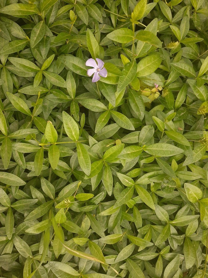 Barvinok