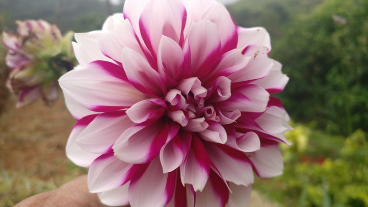 Rose hybrid