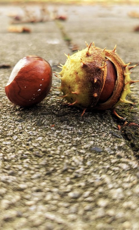 Horse chesnut