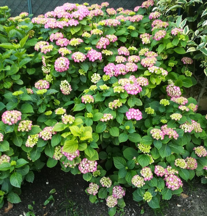 beautiful flowers