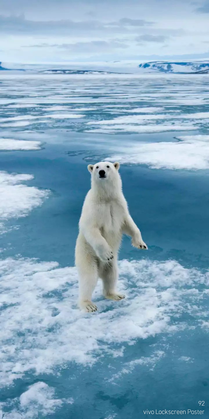 Polar bear on drift ice edge.