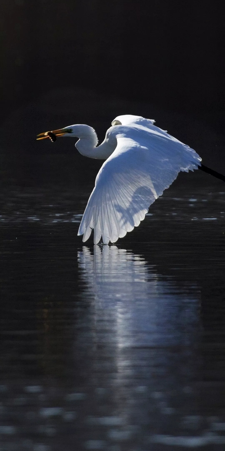 Seagull