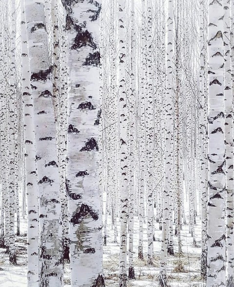 tapety birch, snow