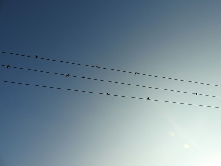 birds