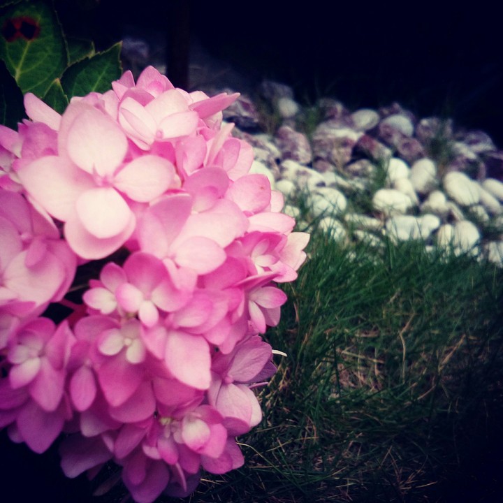 flower