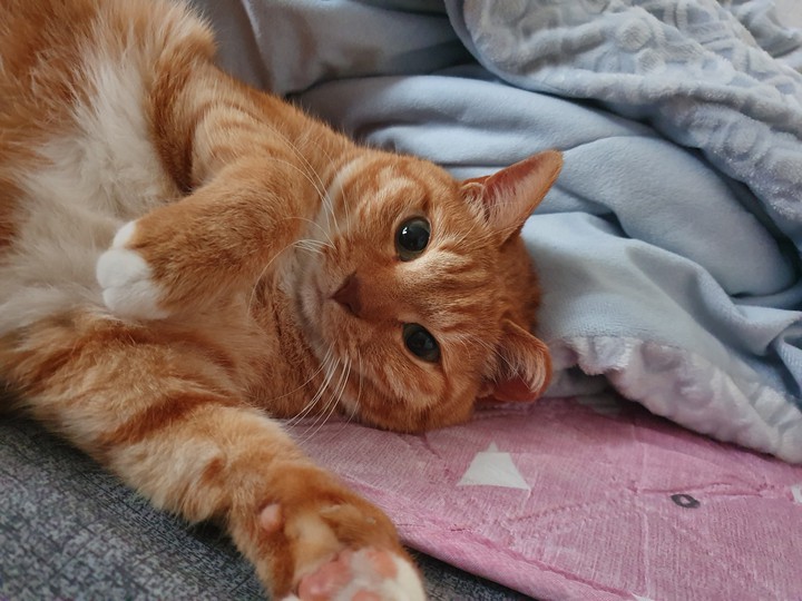 cat