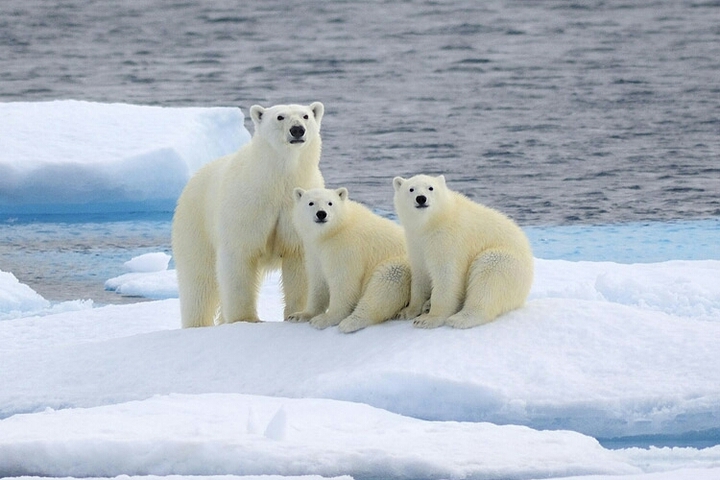 Icebear