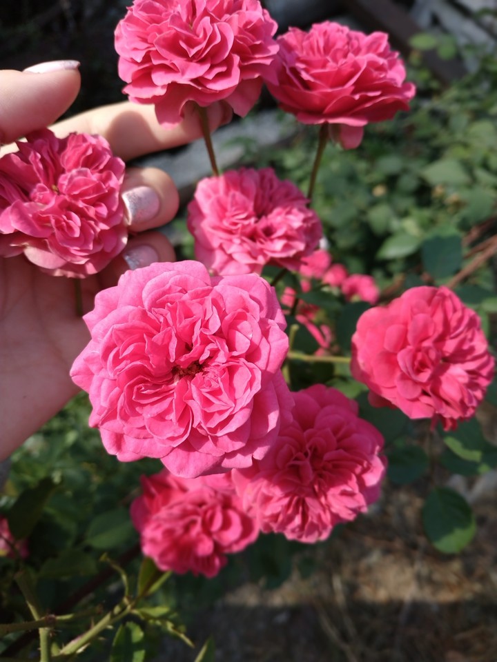 Little roses