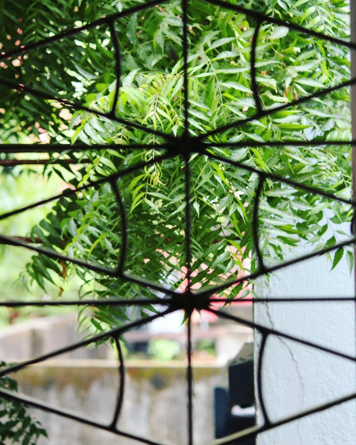 Window Pane