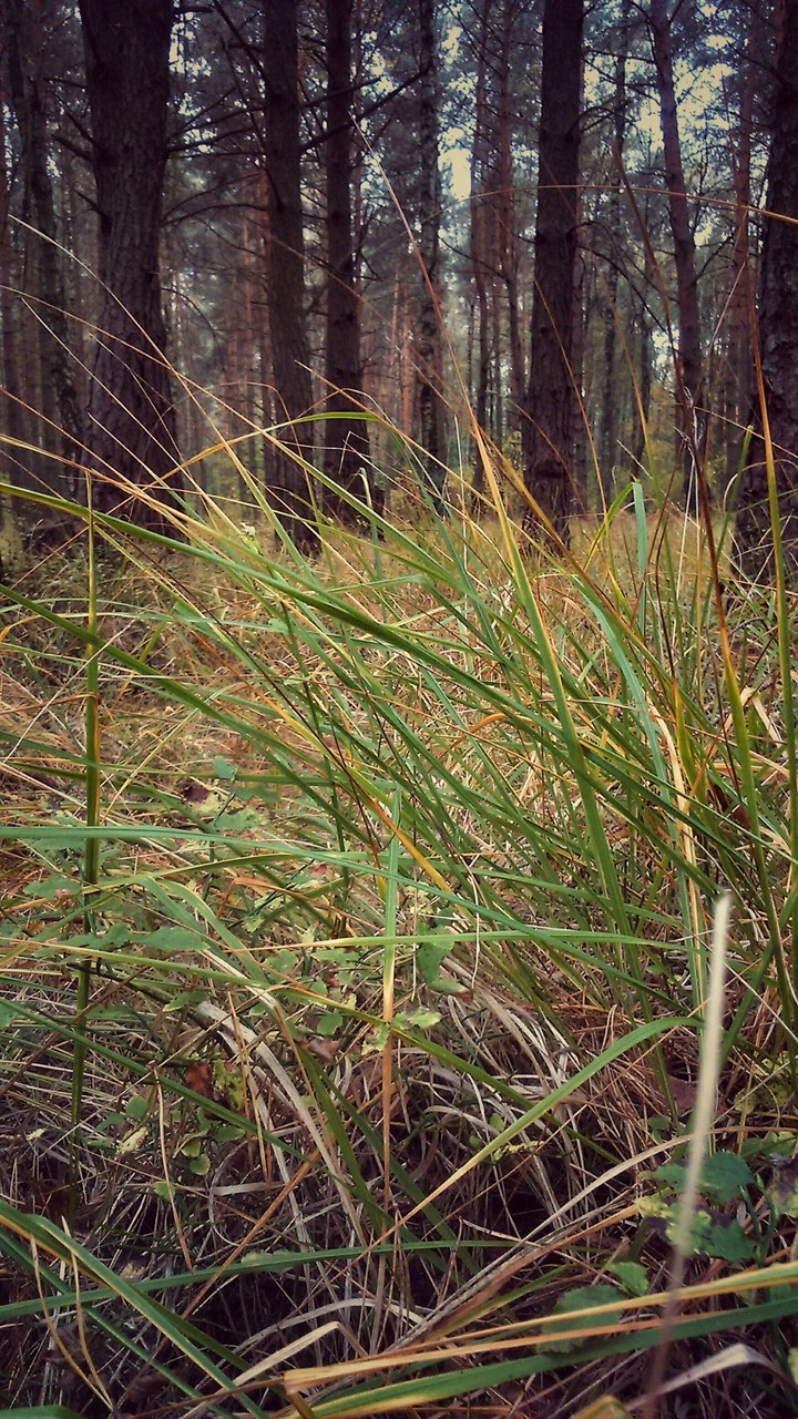 forest