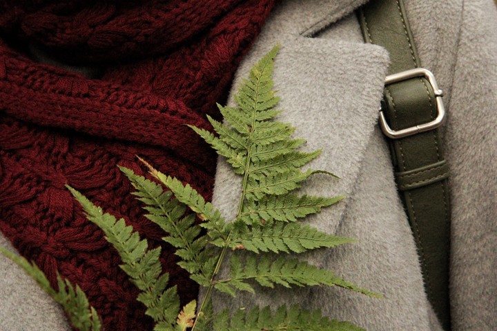 plant,fern