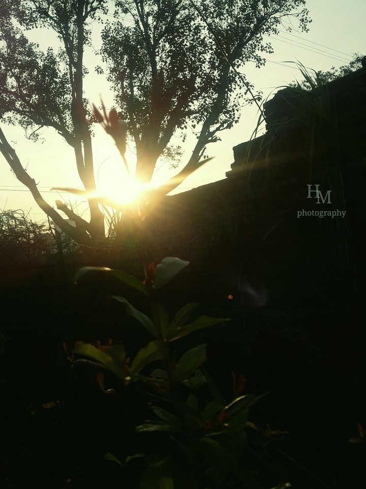 sunshine