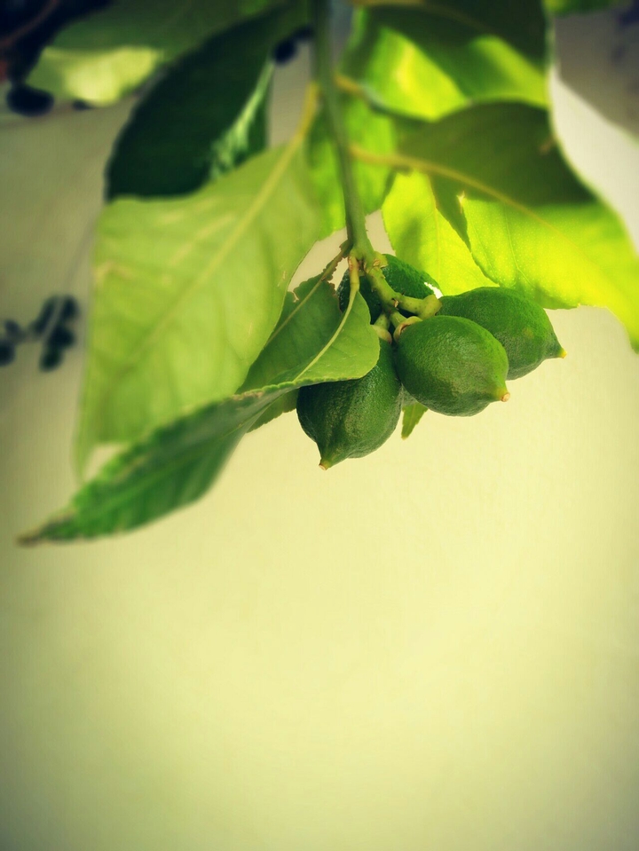 lemon