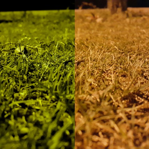 grass