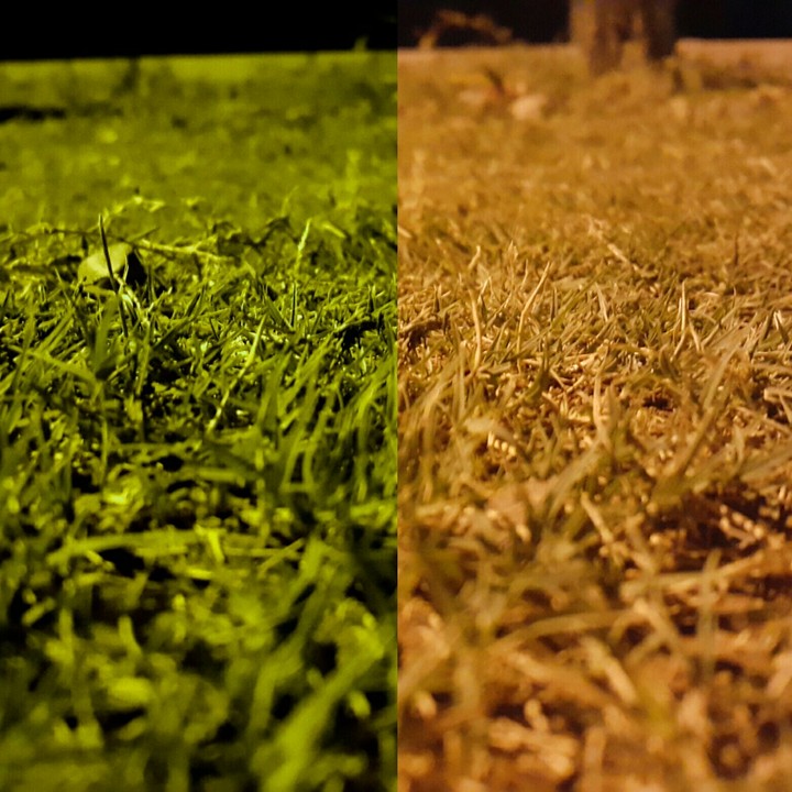grass