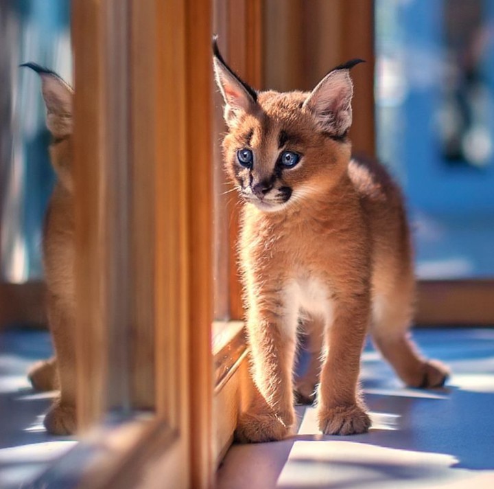 the baby caracal