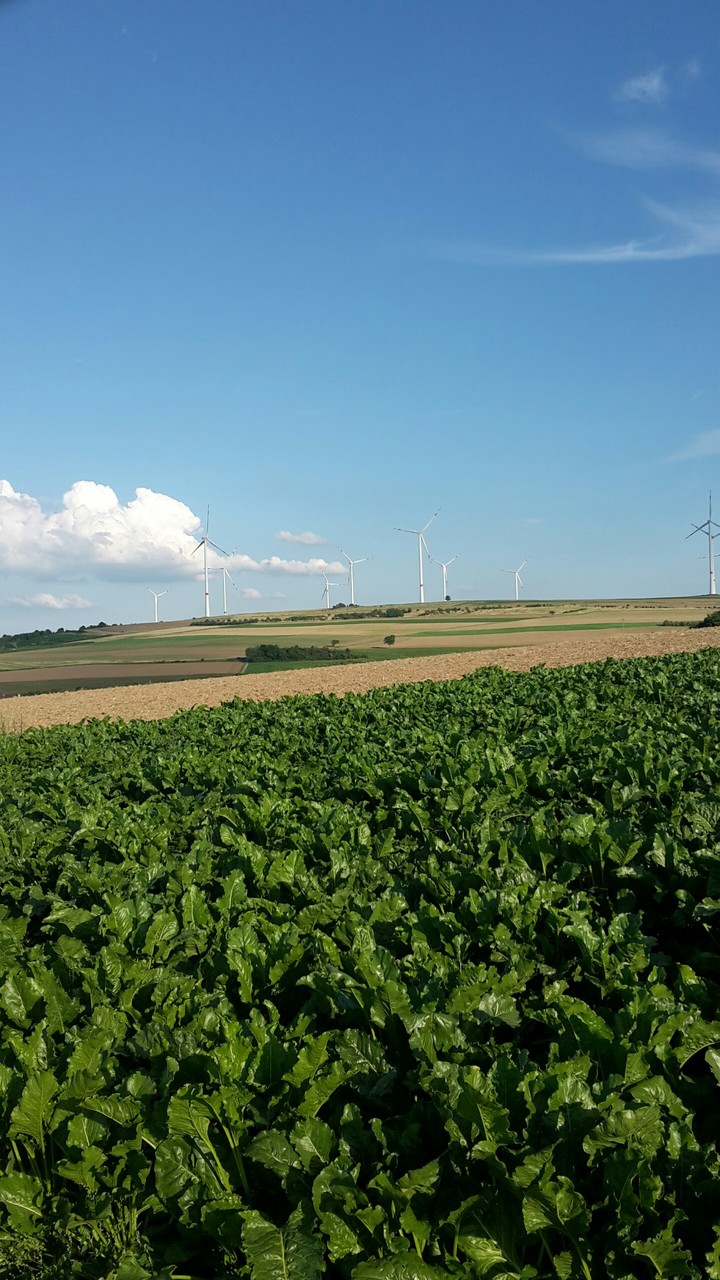 the Rhineland