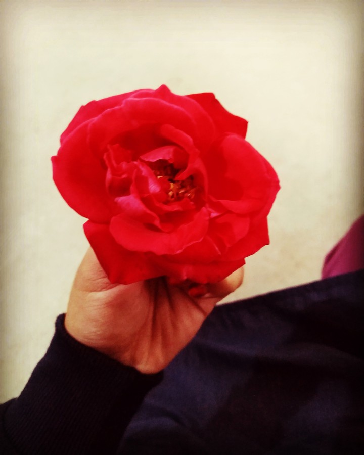 rose