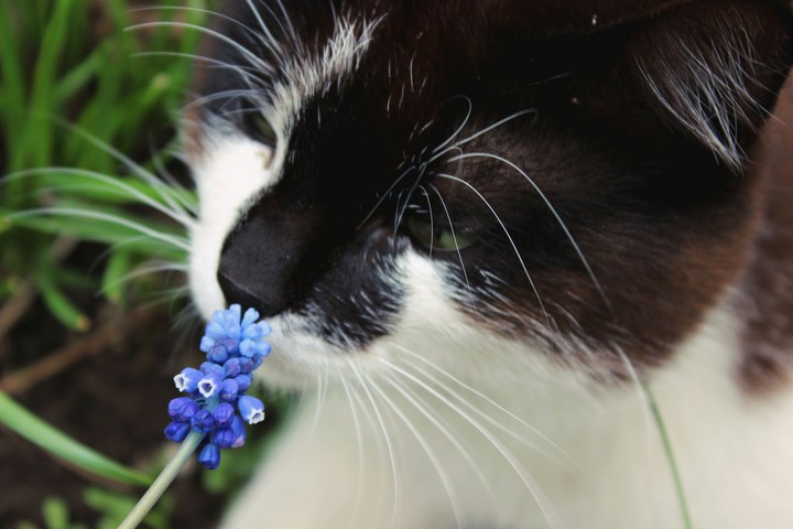 Cat/Кот