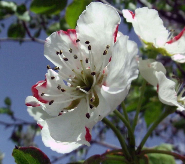 blossom