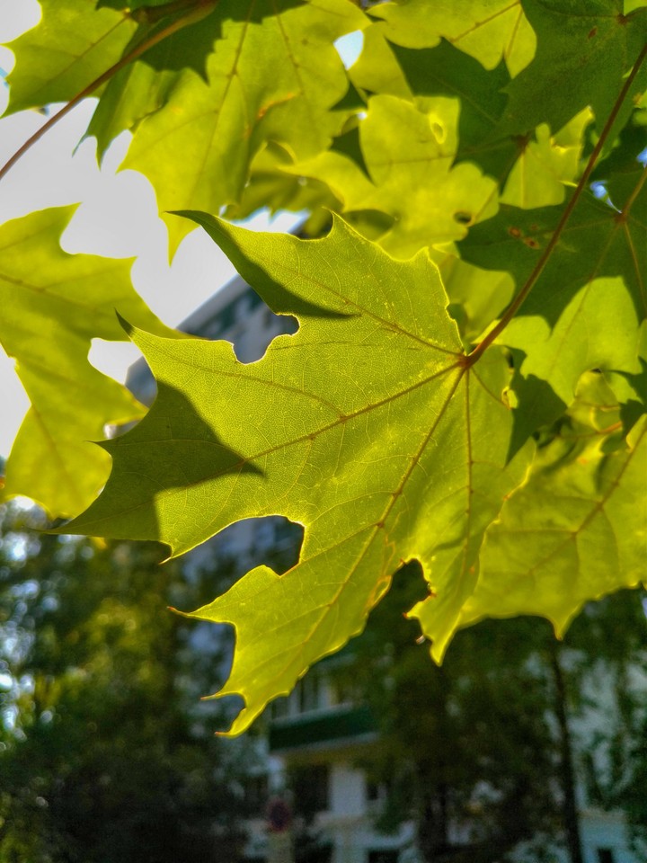 Maple leaves
