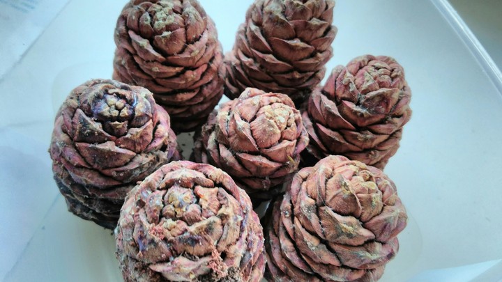 pine cones