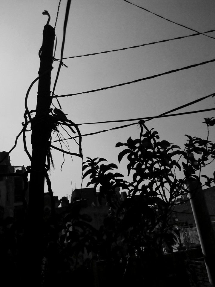 black plants