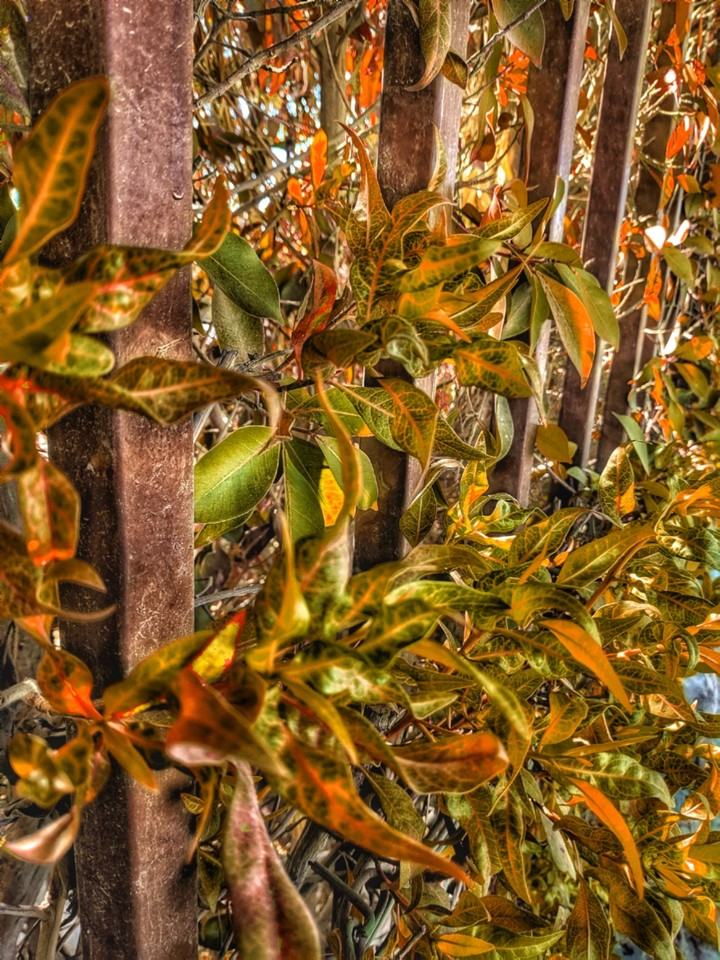 garden leaves
