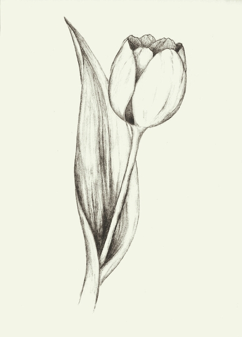 Tulip
