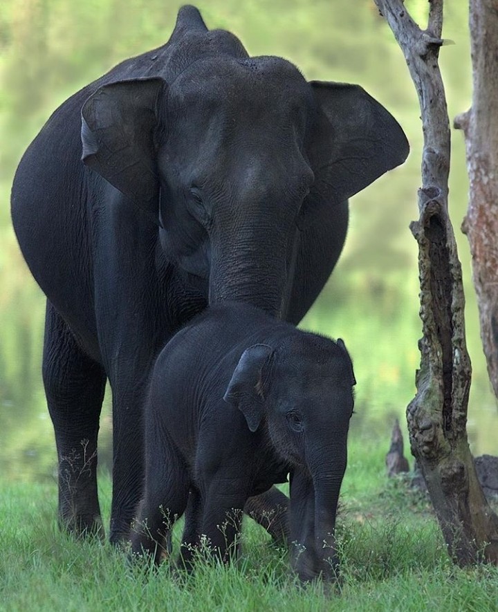 elephant baby
