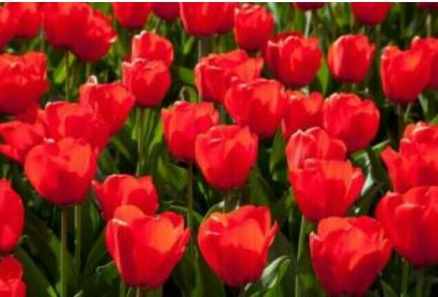 Red  rose