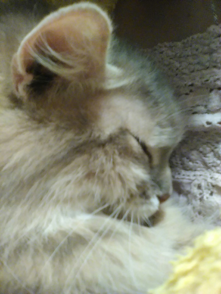 котейка