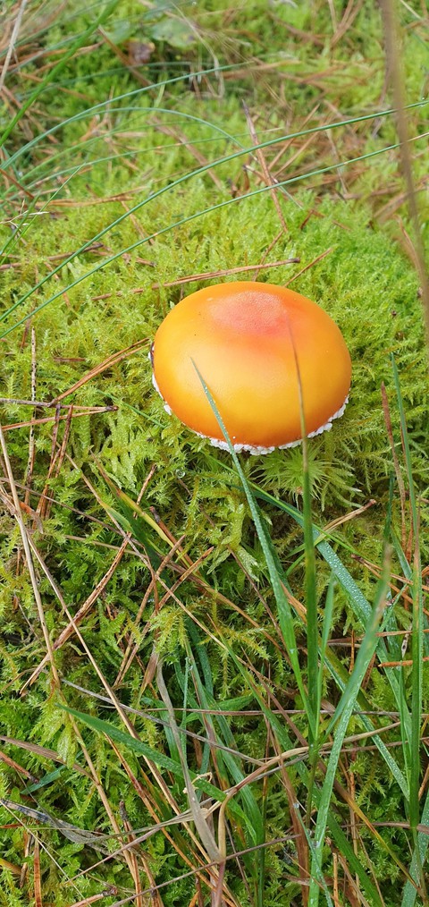 Pilze